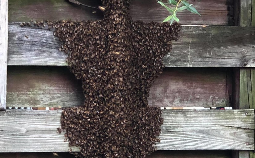 Honey Bee Swarm removal&nbsp;🐝